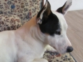 le chien